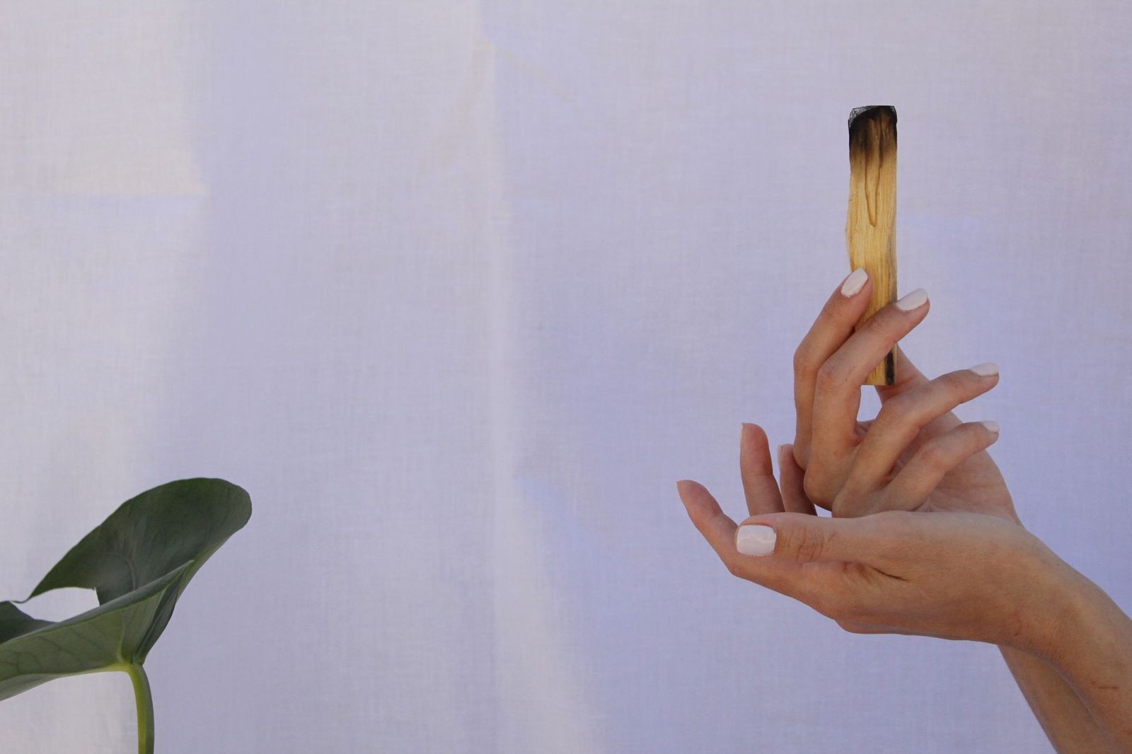 What Is Palo Santo, Exactly