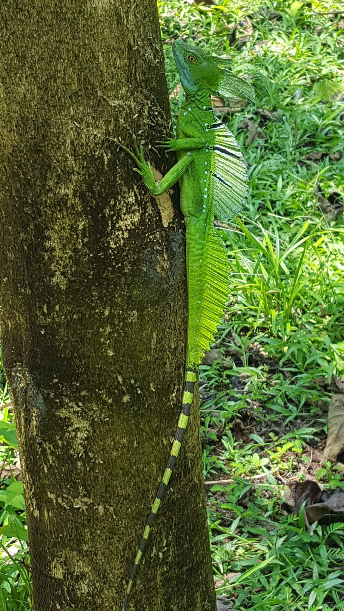 What Is the Basilisk and Where Does the Name Come From