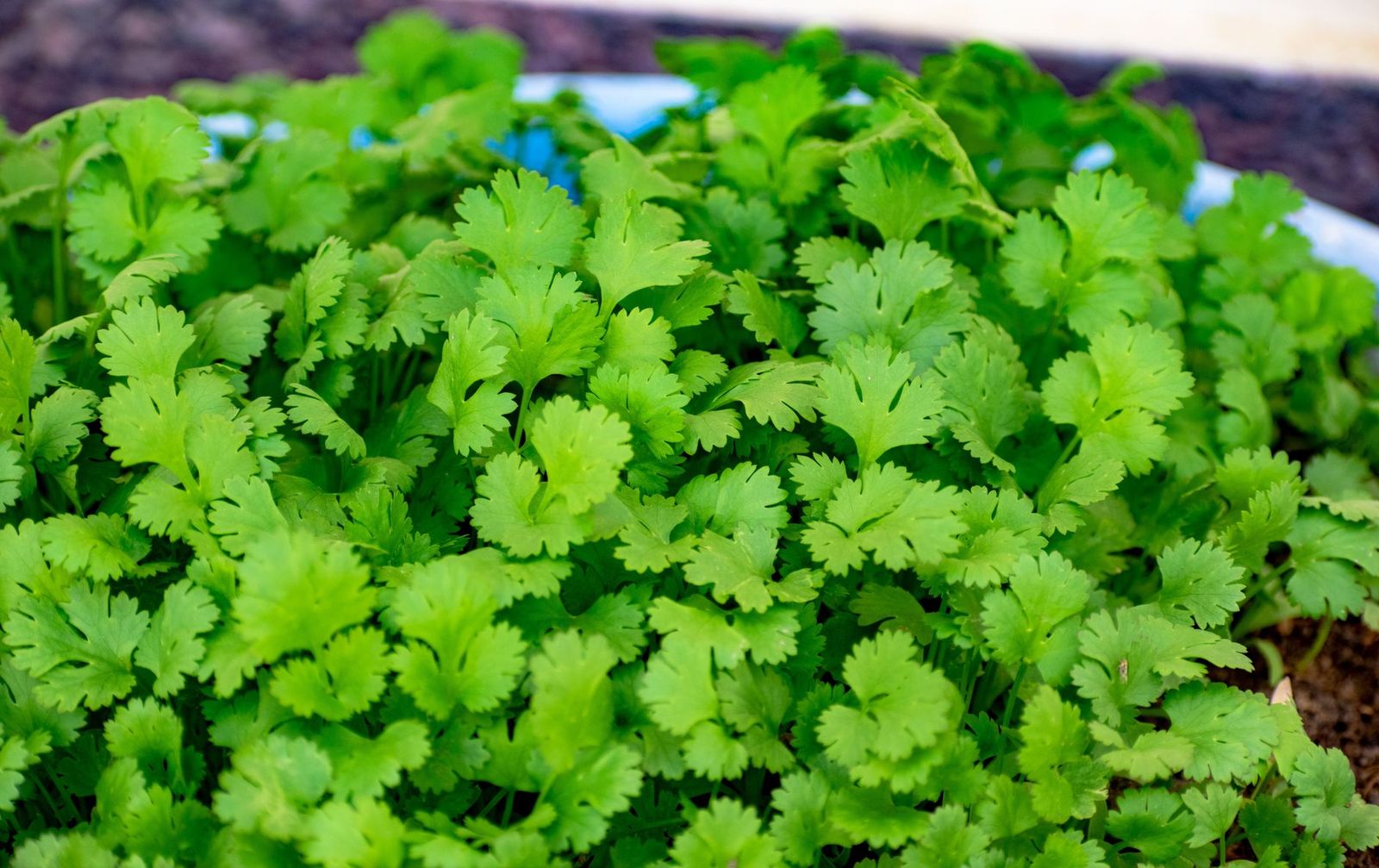 What Exactly Is Cilantro Ancho