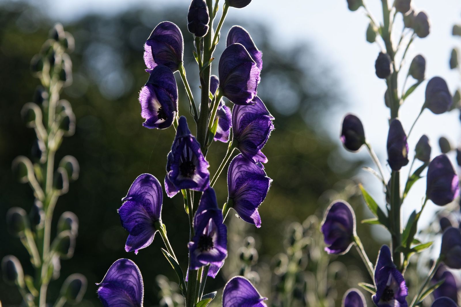 Where Do Mugwort and Monkshood Come From
