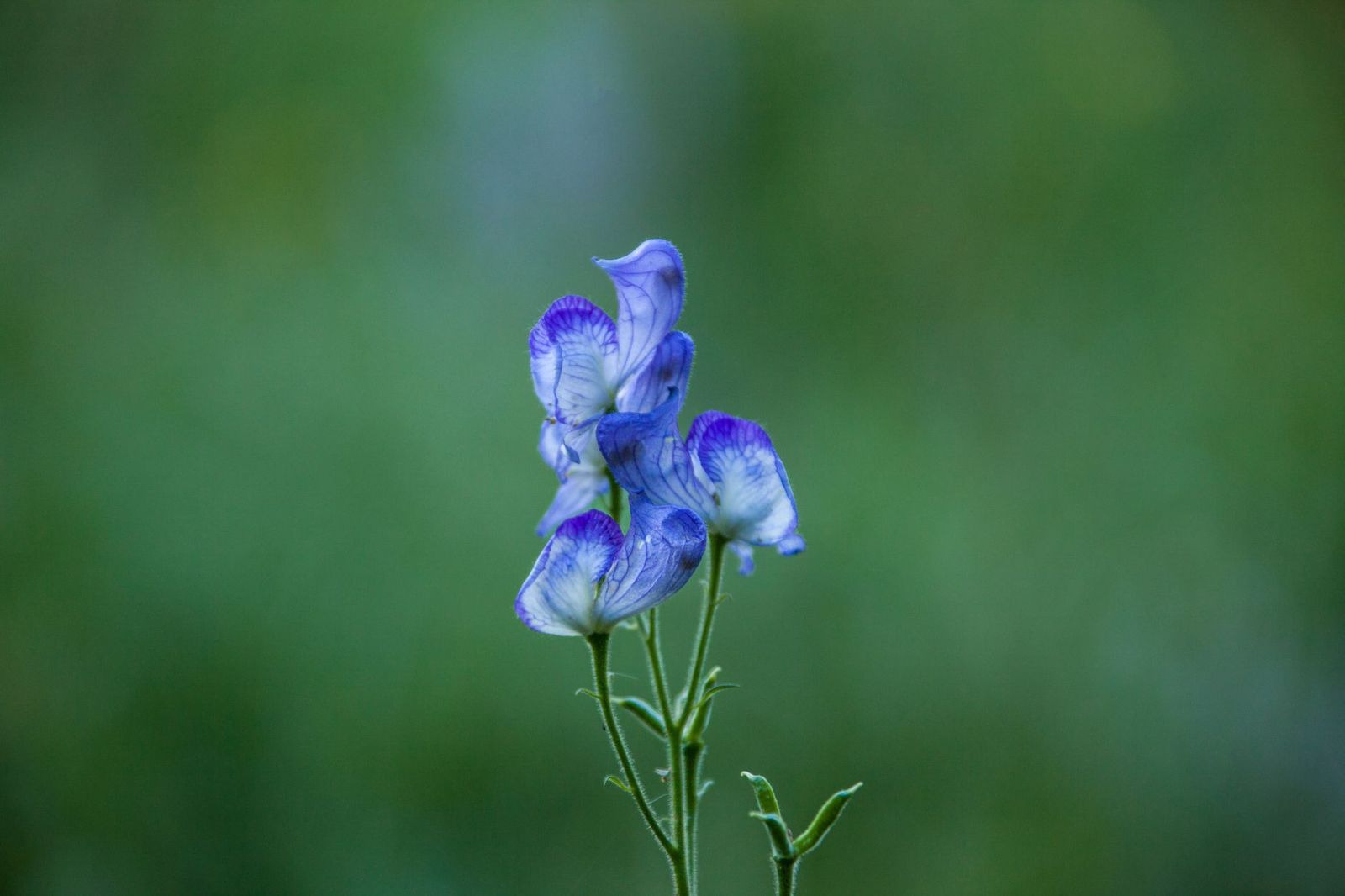 What Is the Historical Origin of Monkshood
