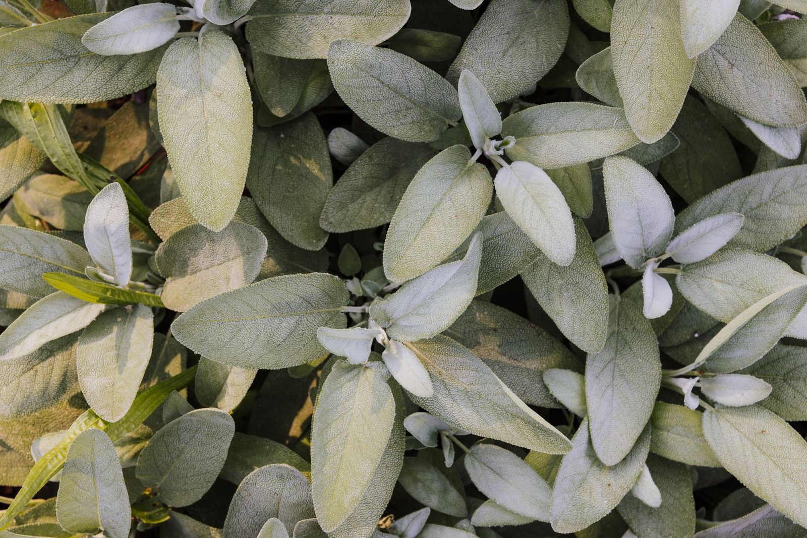 What Is Mugwort and What Is Sage, Exactly