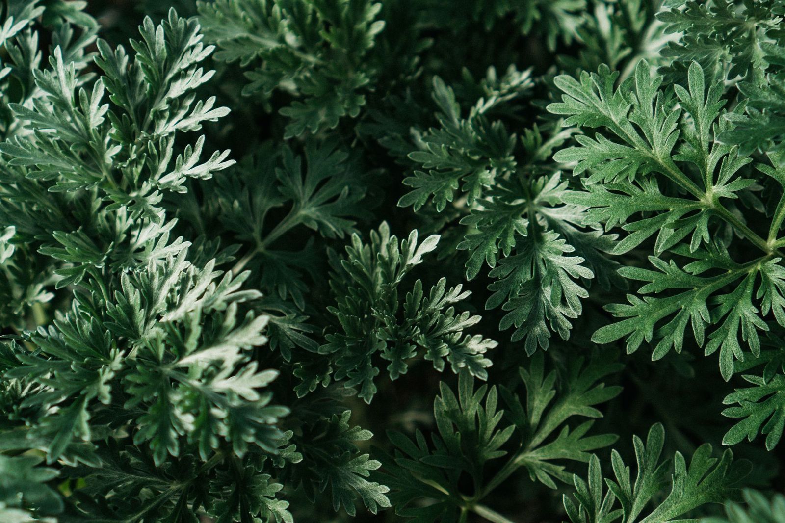 Mugwort vs Wormwood The Core Distinction