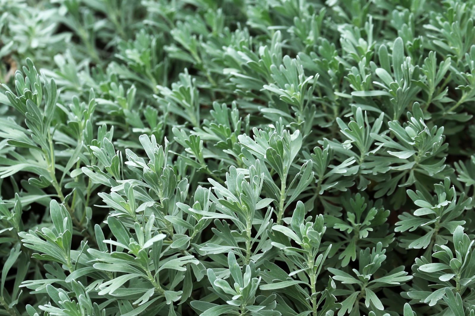 What Are Mugwort and Wormwood