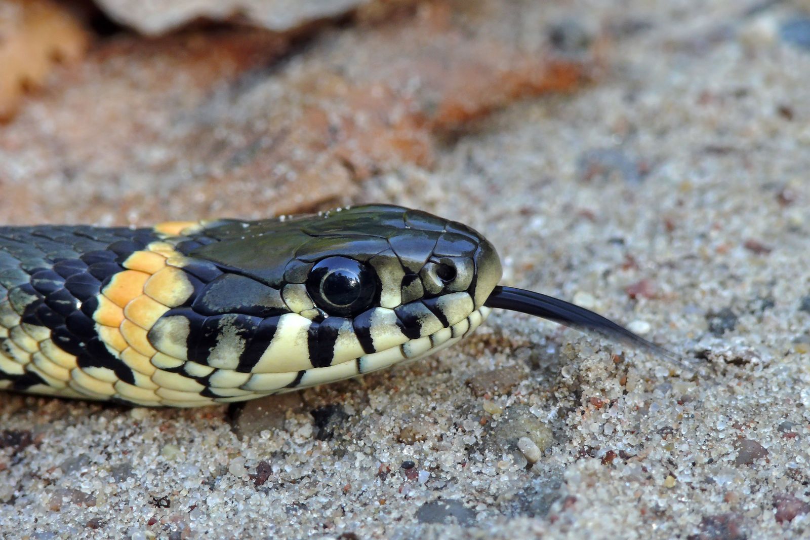 The relationship between the Ouroboros and the concept of snake eating its own tail