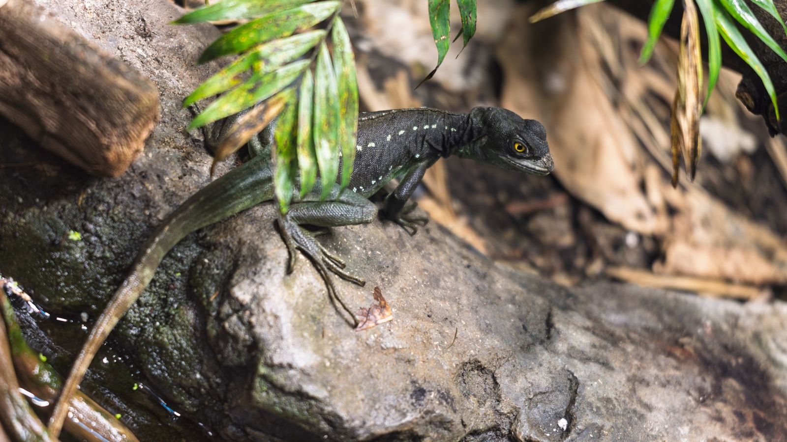 Basilisk vs basil: are they related?