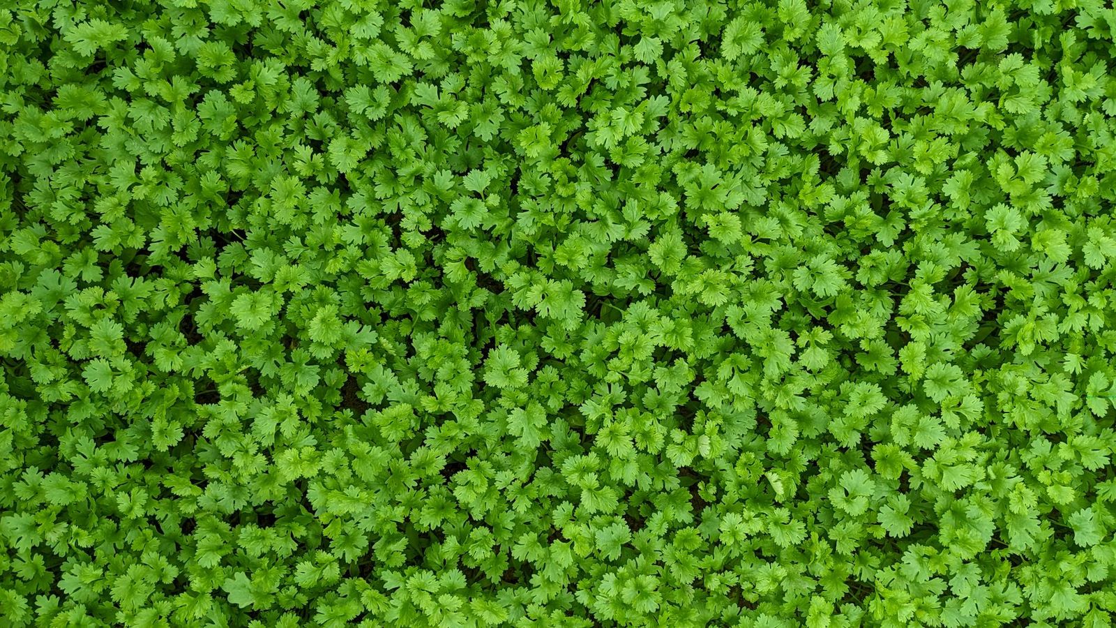 What is cilantro ancho? Magical uses and correspondences of this variety