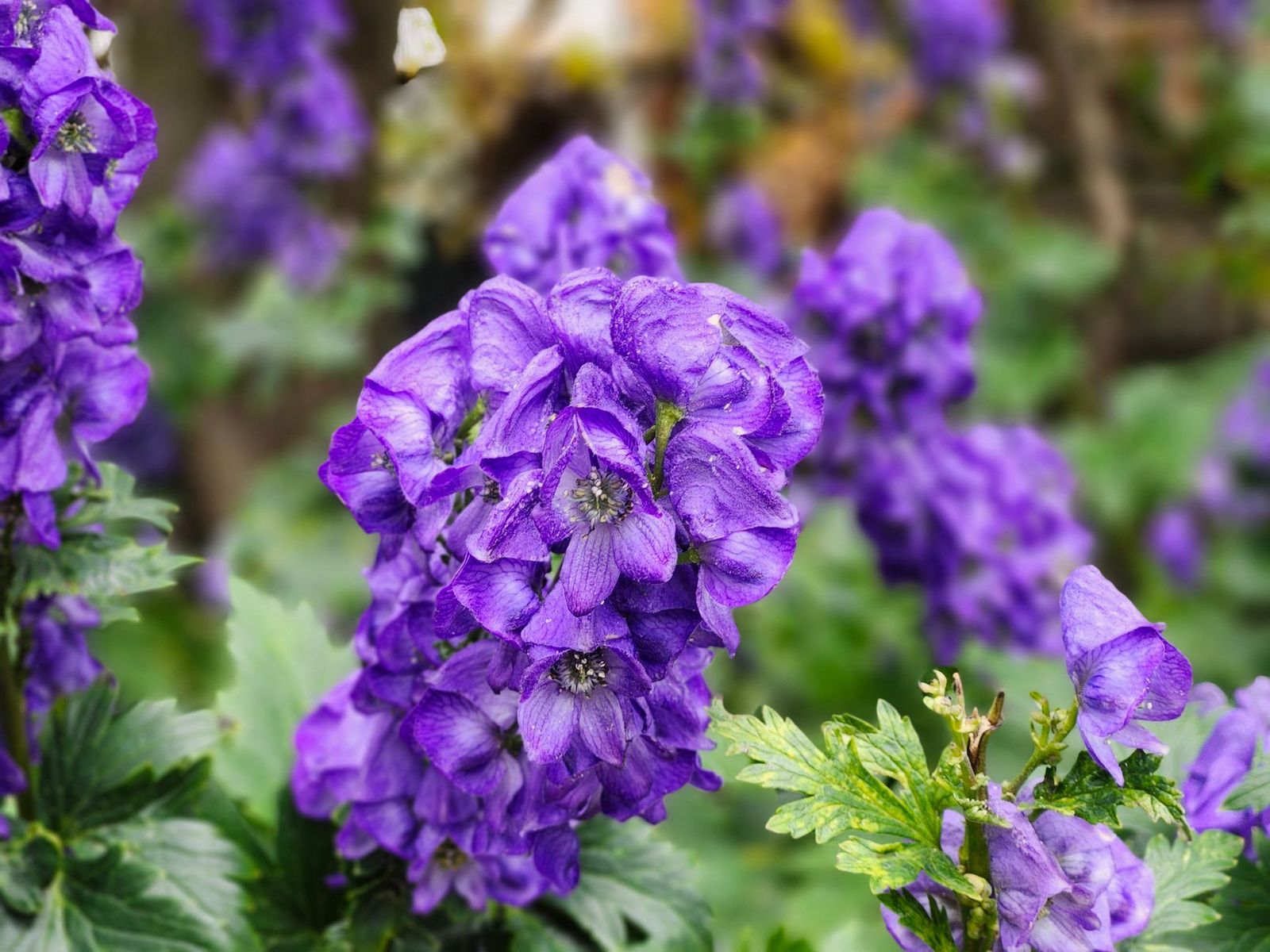 Mugwort vs monkshood: understanding their distinctions