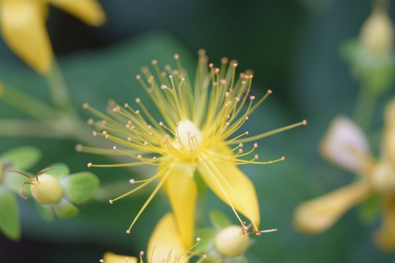 Mugwort vs St John's wort: differences in effects