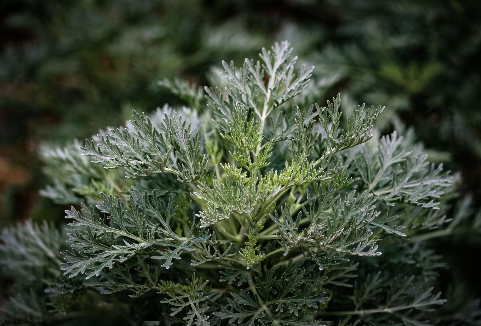 Mugwort vs wormwood: what are the differences?